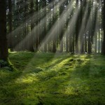 Forest Sunrise